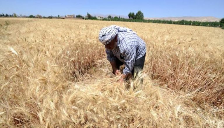 تأثر زراعة القمح في سوريا بالتغيرات المناخية