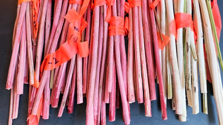 رودولف بارانغو