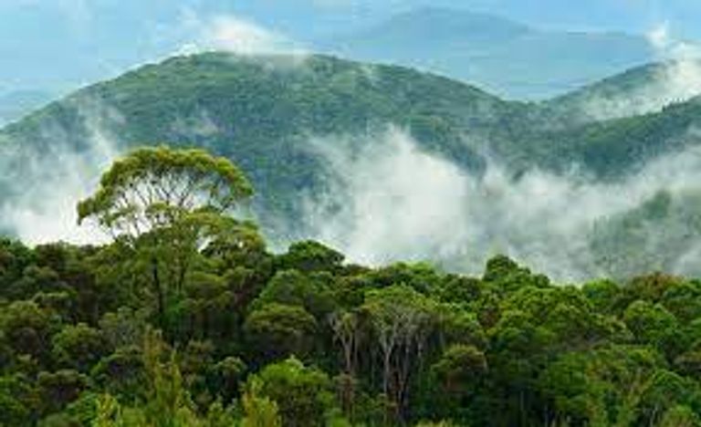 تقرير أمريكي يوصي بممارسات الحراجة الذكية مناخيا لدعم الغابات 