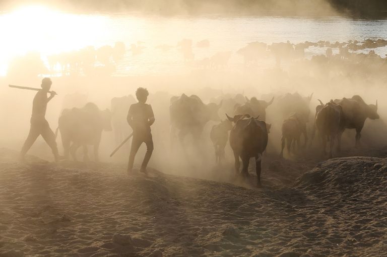 الجفاف يهدد أنماط الحياة للبشر والحيوانات على السواء في العراق