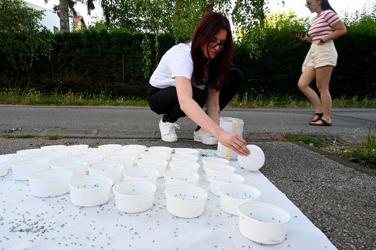 إطلاق البعوض العقيم للسيطرة على أعداده