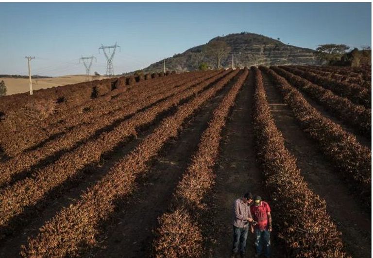 دمر الصقيع نباتات البن في ولاية ساو باولو في البرازيل عام 2021 أنماط زراعة مستقبلية لمواجهة التغير المناخي