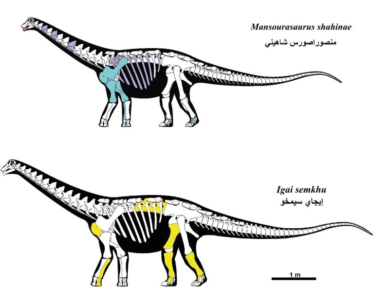 رسم توضيحي للديناصور المكتشف