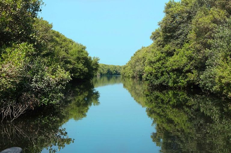 أشجار المانغروف