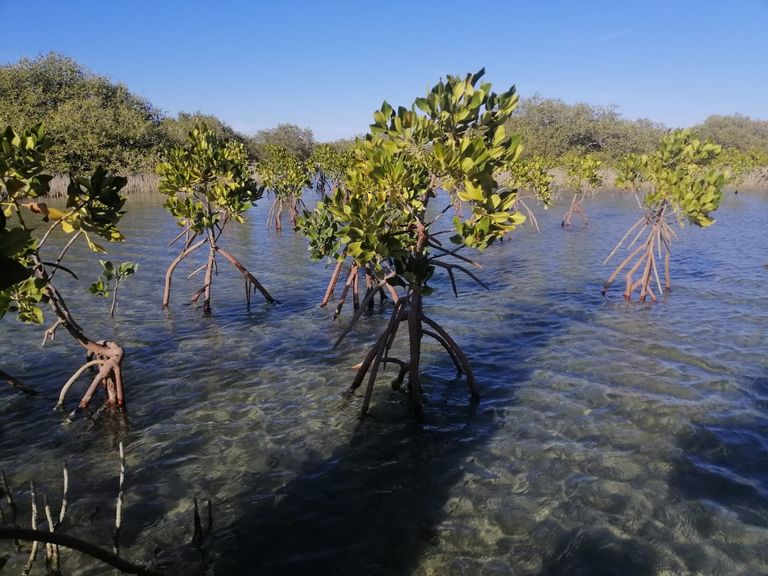 مناحل قائمة على أشجار المانغروف