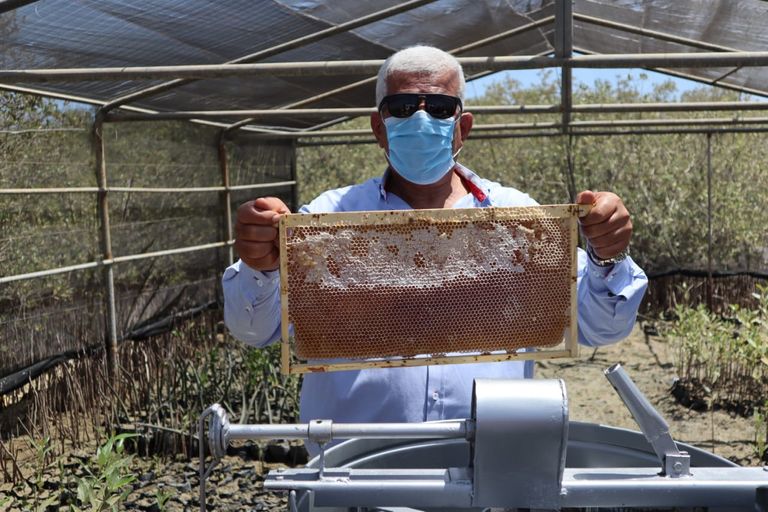 مناحل قائمة على أشجار المانغروف