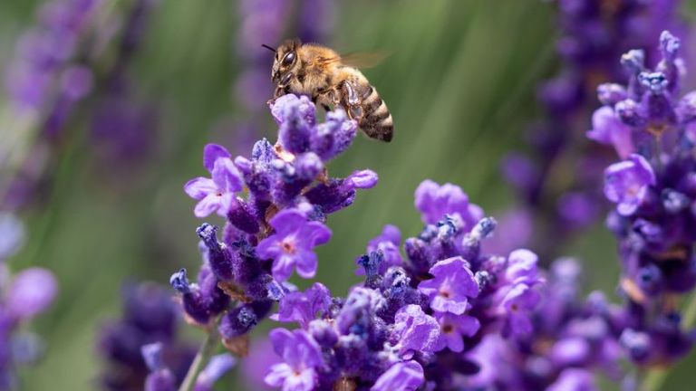 نور يافاي ستروباند منسقة لجنة التنوع البيولوجي بالمفوضية الأوروبية