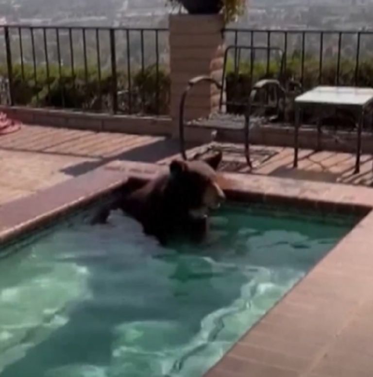 دب - أرشيفية