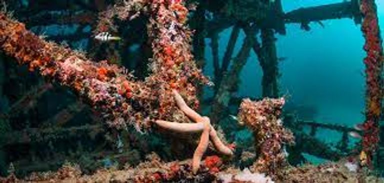 الأعشاب المرجانية الاصطناعية