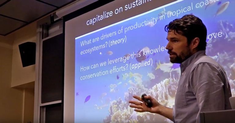 الأعشاب المرجانية الاصطناعية