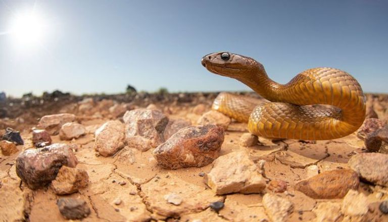 صورة لأفعى، حقوق الصورة: الدكتور د. داميان إسكيري، بإذن خاص للعين الإخبارية. صورة لـ«ألكسندر إسكيلز»، حقوق الصورة: ألكسندر إسكيلز، بإذن خاص للعين الإخبارية.