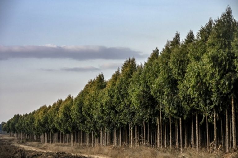 طفلة تحت ظلال أشجار في الغابة - Magnum Photos for FAO