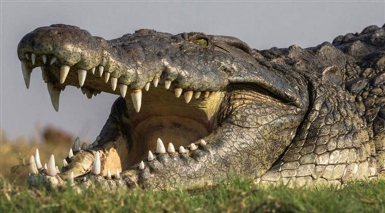 التماسيح من الحيوانات الأكثر خطورة على الكوكب الأسود من أخطر الحيوانات على وجه الأرض