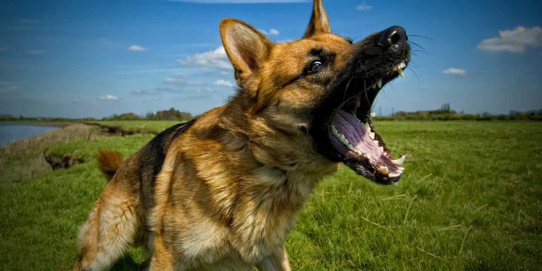 الكلاب من الحيوانات الأكثر خطورة على الكوكب الأسود من أخطر الحيوانات على وجه الأرض