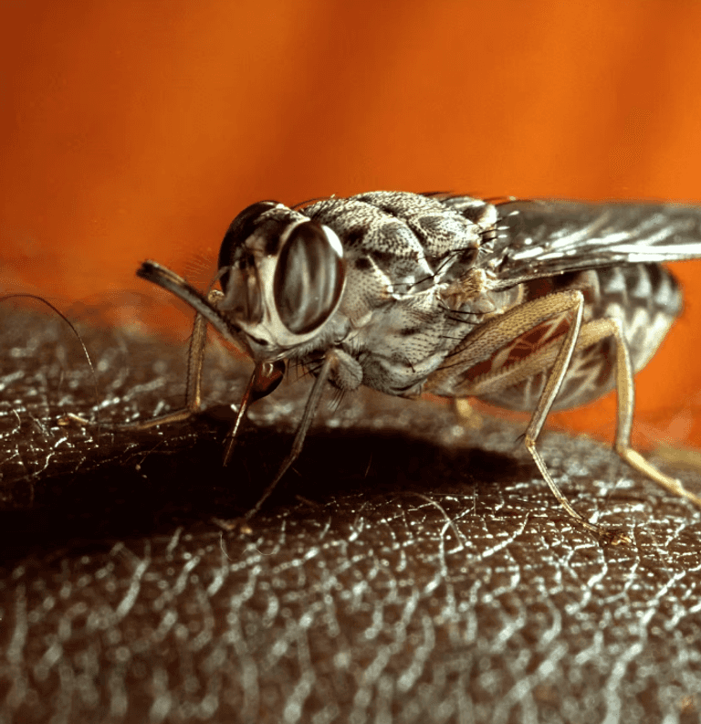 ذبابة التسي تسي أخطر الحيوانات السامة في العالم الأسود من أخطر الحيوانات على وجه الأرض