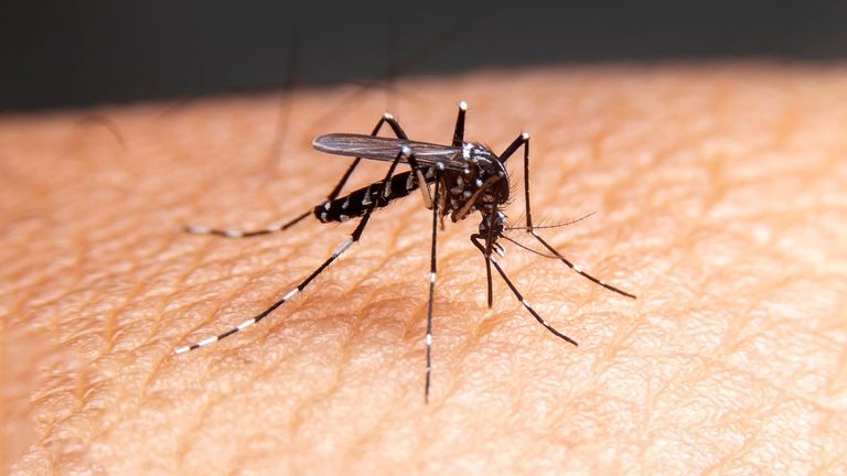 البعوض من أخطر الحيوانات السامة في العالم الأسود من أخطر الحيوانات على وجه الأرض