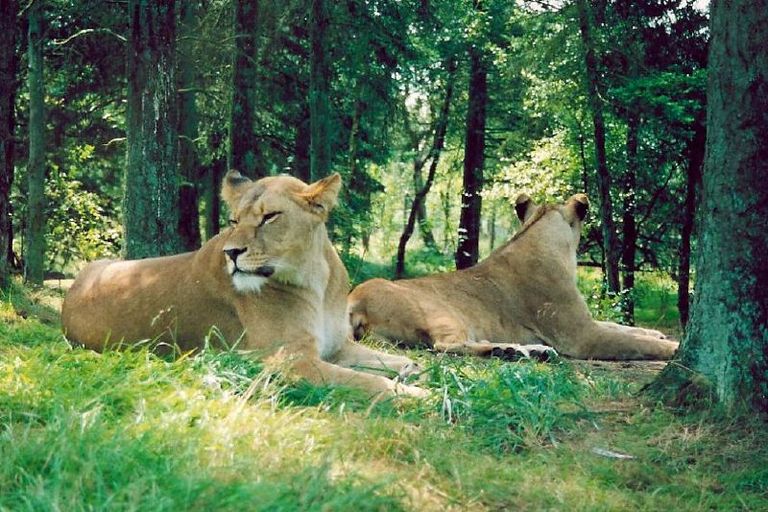 أماكن تواجد الحيوانات الأكثر خطورة في العالم الأسود من أخطر الحيوانات على وجه الأرض