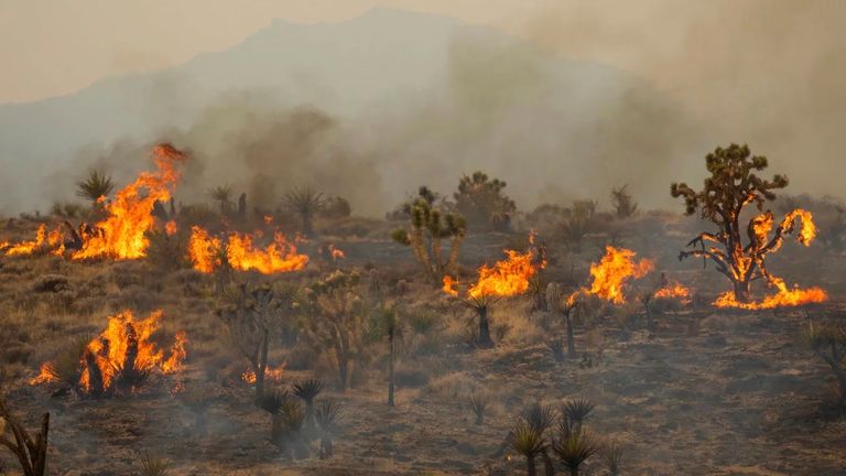 غابات جوشوا التاريخية تواجه خطر الاندثار 
