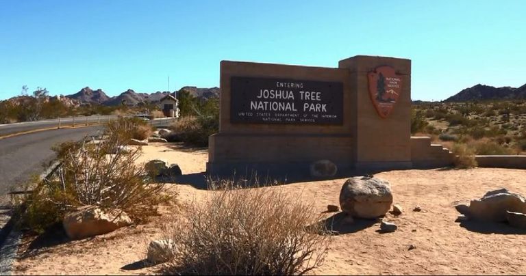 غابات جوشوا التاريخية تواجه خطر الاندثار 