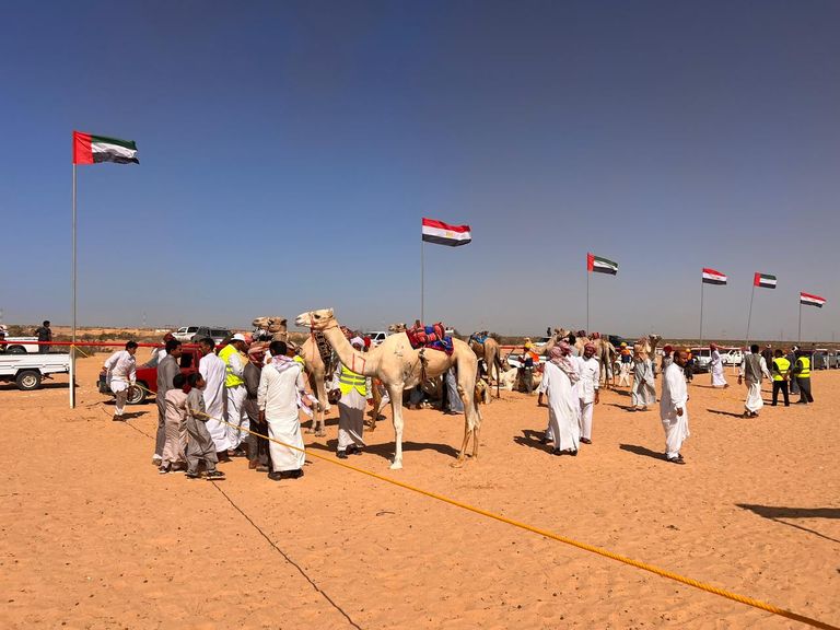 مهرجان العلمين لسباق الهجن