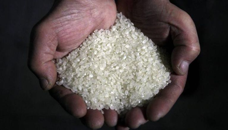 الأرز - صورة تعبيرية