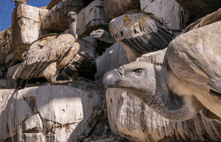 وجه نسر ملطخ بالدماء- أرشيفية