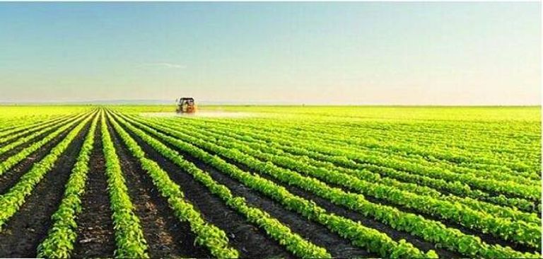 محصول القمح - أرشيفية