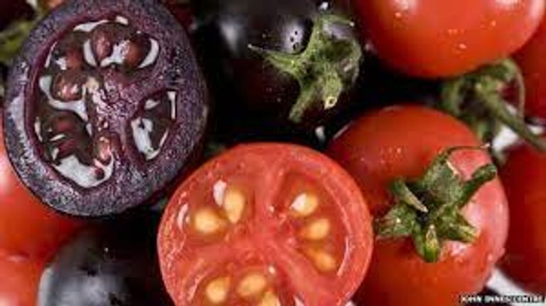 محصول القمح - أرشيفية