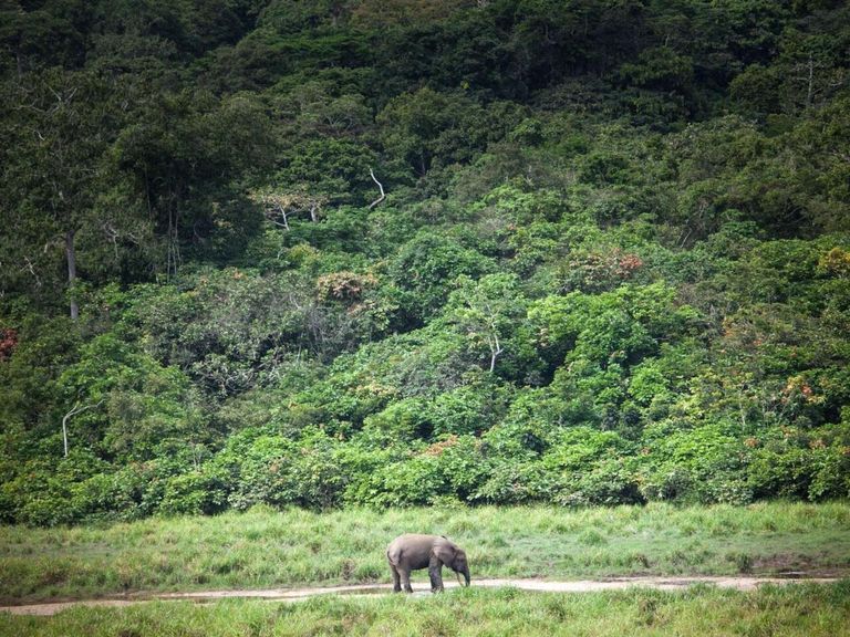 غابات الأمازون أحد أفضل أماكن السياحة في برازافيل السياحة في برازافيل