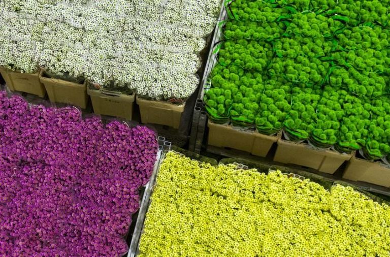 الزهور في سوق الزهور Royal FloraHolland في آلسمير بهولندا- رويترز حقول زهور التوليب في هولندا- رويترز
