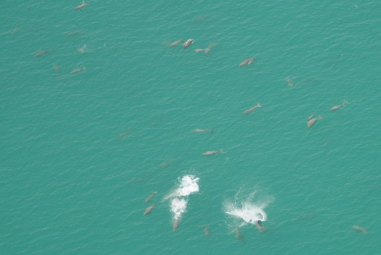 التنوع البيولوجي