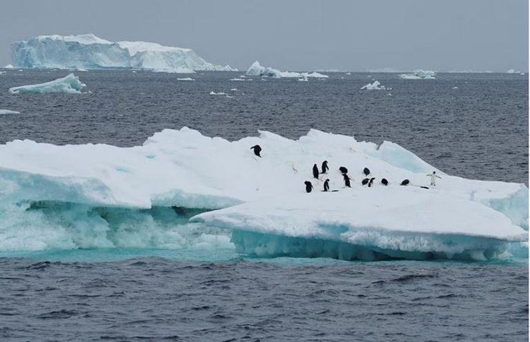 مستعمرات البطريق في القارة القطبية الجنوبية - رويترز ذوبان جليد القطب الجنوبي