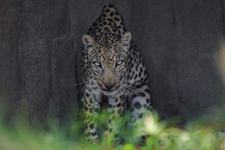 الإمارات اعتمدت بنية تشريعية متكاملة لحماية الأنواع المهددة بالانقراض