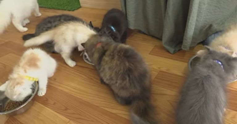 المقهى من الداخل