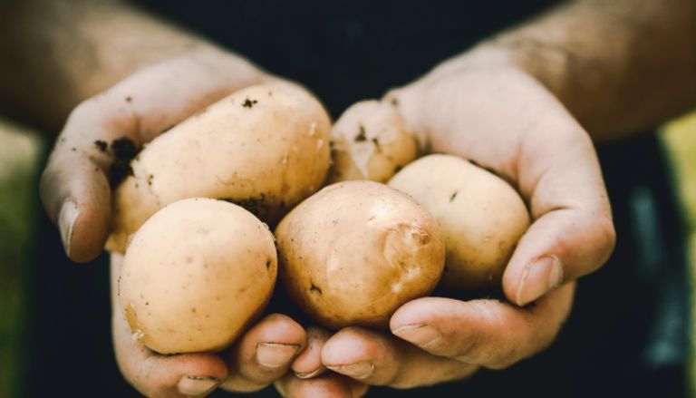 أهم فوائد البطاطس فوائد البطاطس