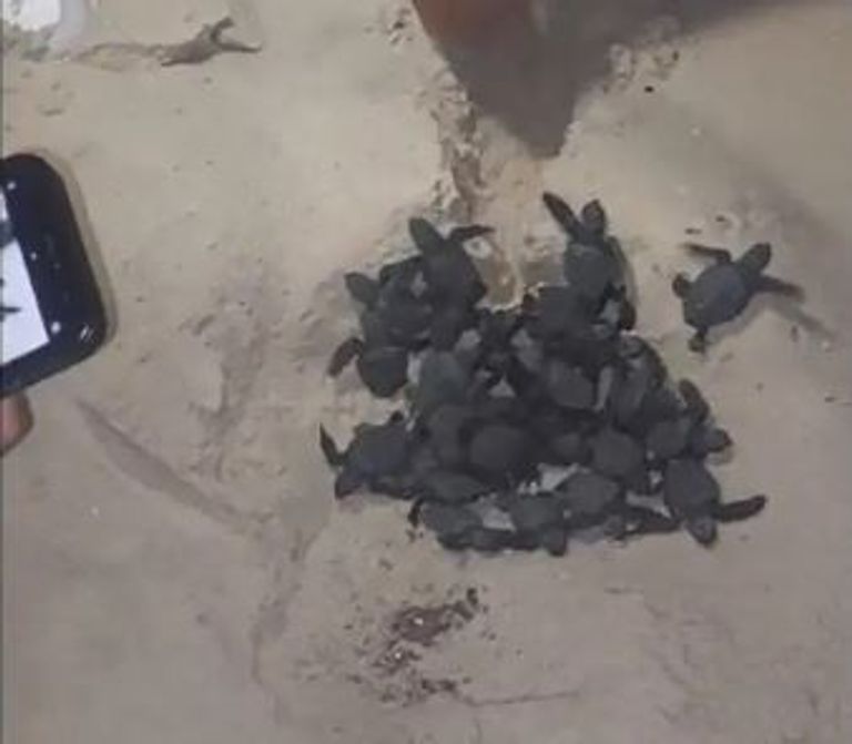 سلاحف مهددة بالانقراض تغزو شواطئ العريش