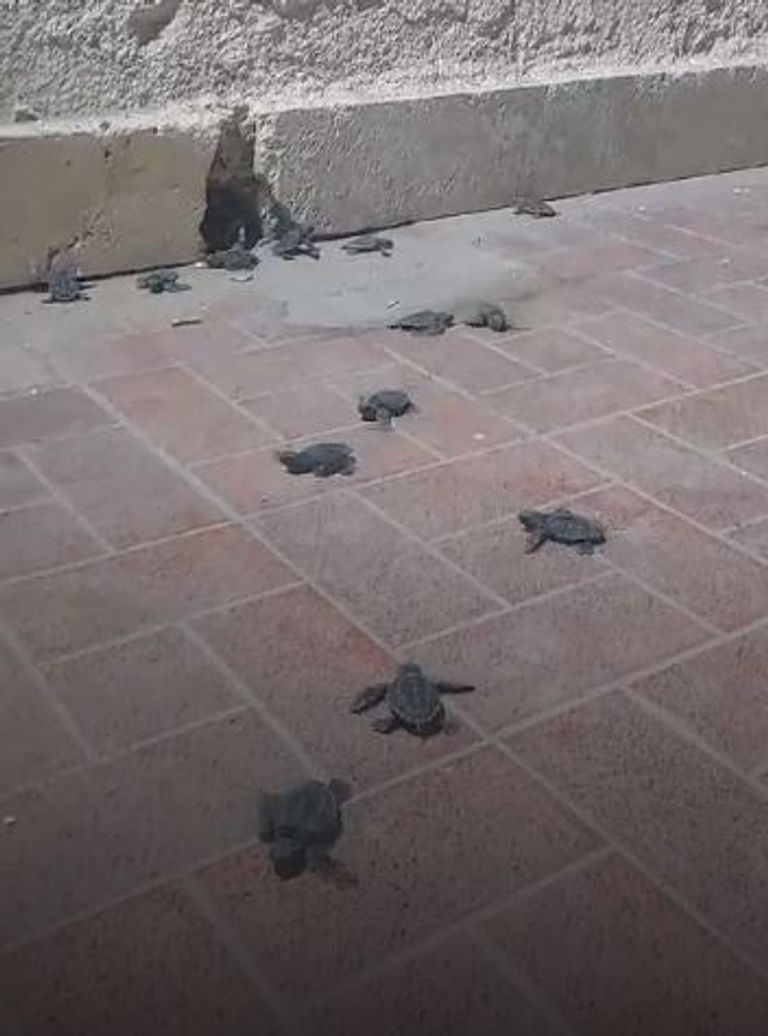 سلاحف مهددة بالانقراض تغزو شواطئ العريش