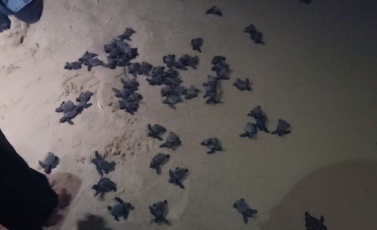 سلاحف مهددة بالانقراض تغزو شواطئ العريش