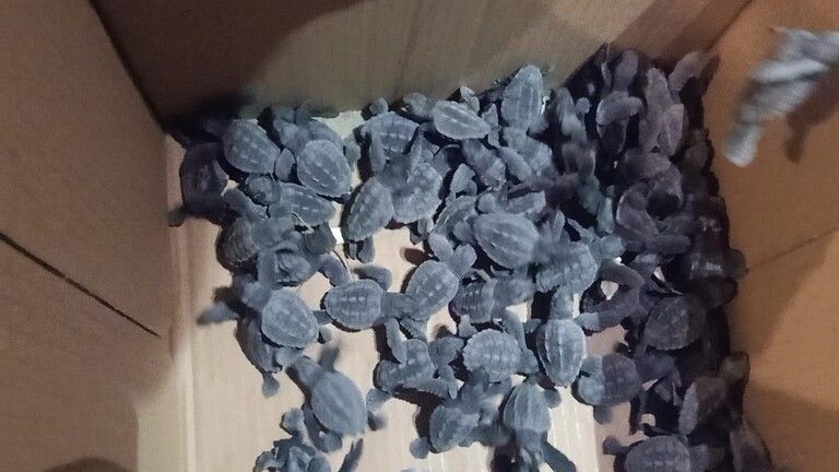 سلاحف مهددة بالانقراض تغزو شواطئ العريش