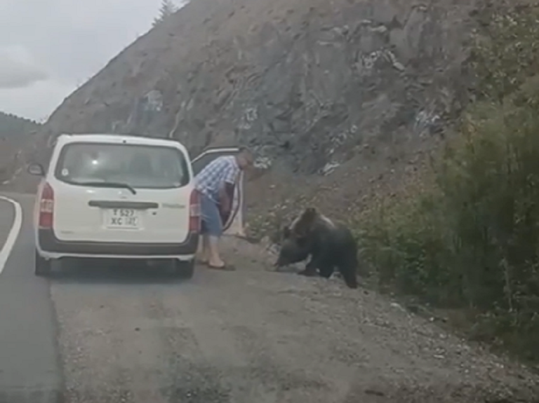 دب بري - أرشيفية