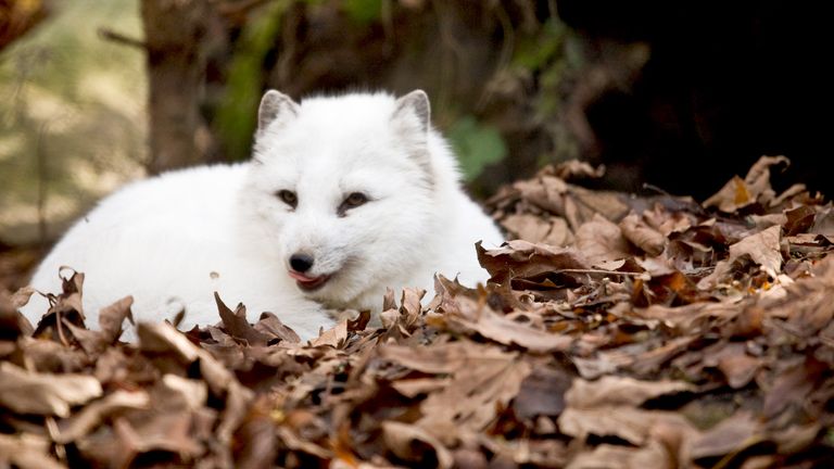 بعض الطيور قادرة على التكيف المناخي 
