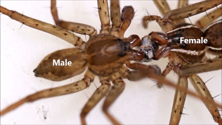 تأثير تغيرات المناخ وصلت للعناكب