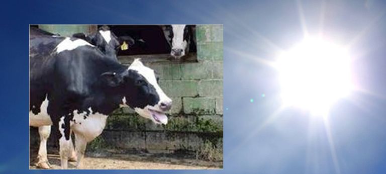 الإجهاد الحراري يهدد الأبقار