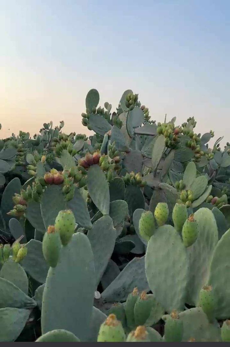 عربة لبيع التين الشوكي في تونس العاصمة