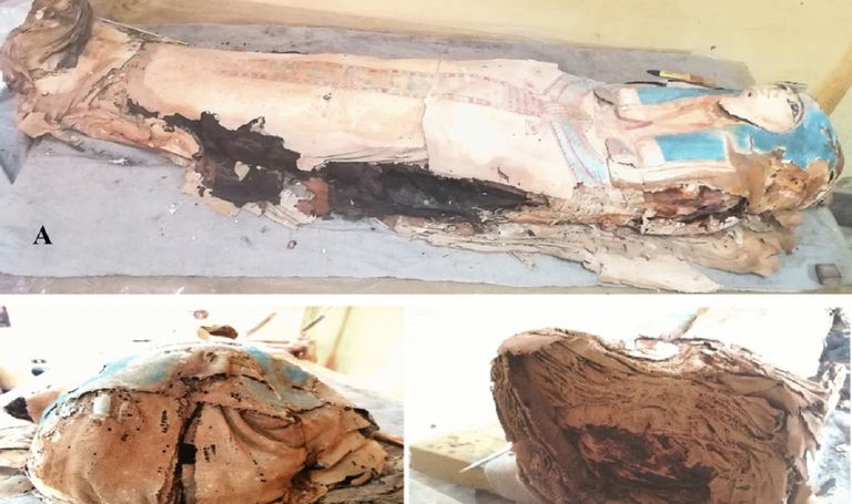 كارتوناج المومياء المصرية من اللاهون بالفيوم الذي تم عزل الفطريات منه