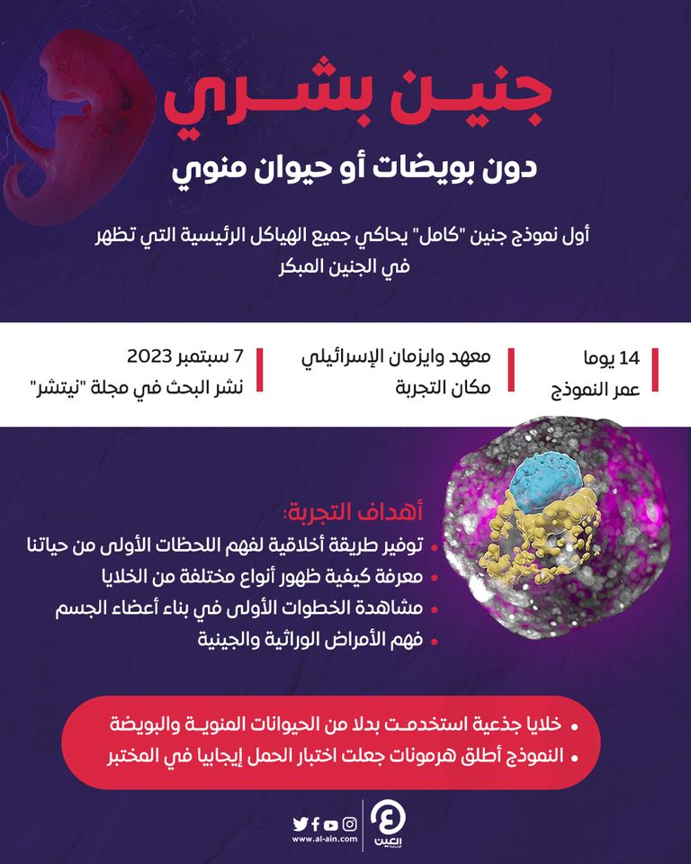 نموذج جنين بشري مشتق من الخلايا الجذعية