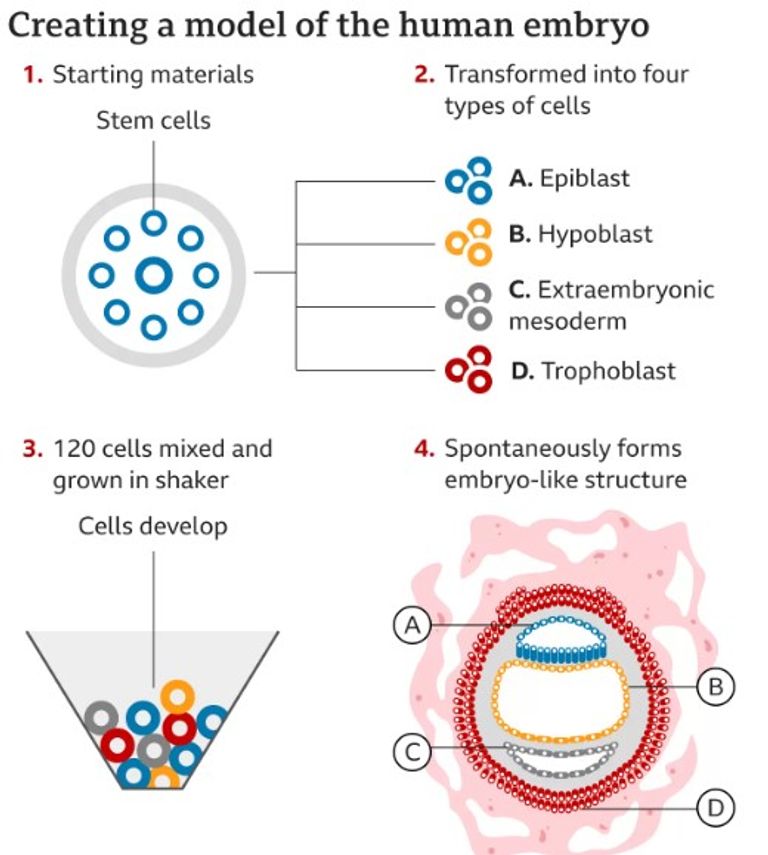 تطوير نموذج لجنين بشري دون بويضة أو حيوان منوي