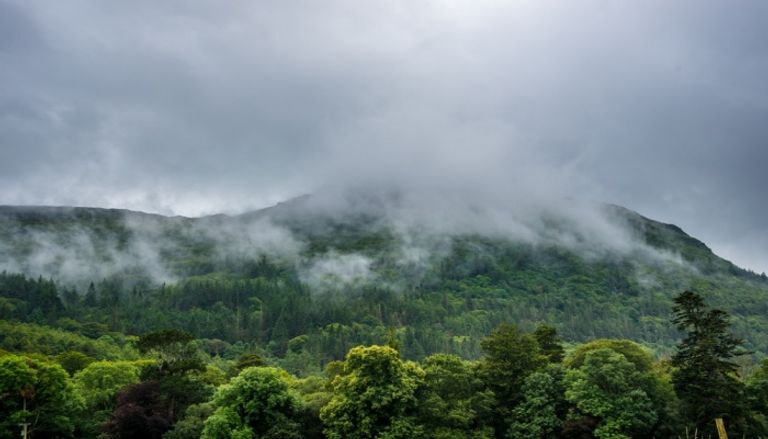 ما هي أهمية الغابات