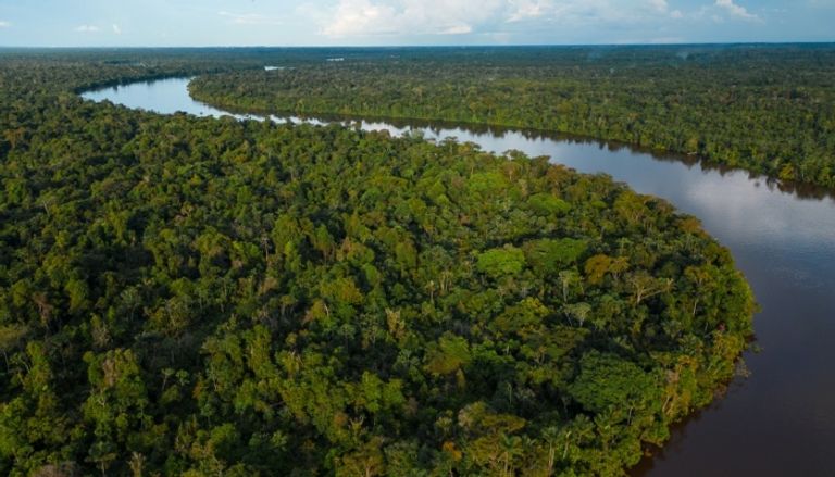 ما هي أهمية الغابات