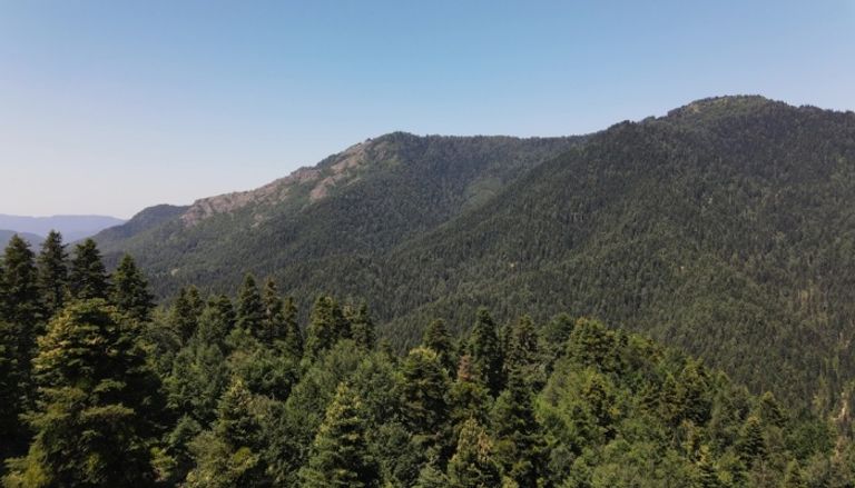 ما هي أهمية الغابات